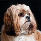 Koty brytyjskie d�ugow�ose - Highlander - hodowla Sybilla*PL