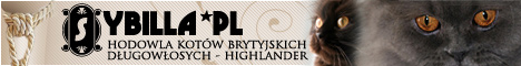 Koty brytyjskie dugowose - Highlander - hodowla Sybilla*PL