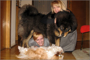 Koty brytyjskie dugowose - Highlander - hodowla Sybilla*PL